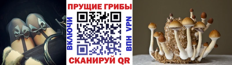 даркнет сайт  OMG онион  Галлюциногенные грибы мицелий  Печора 